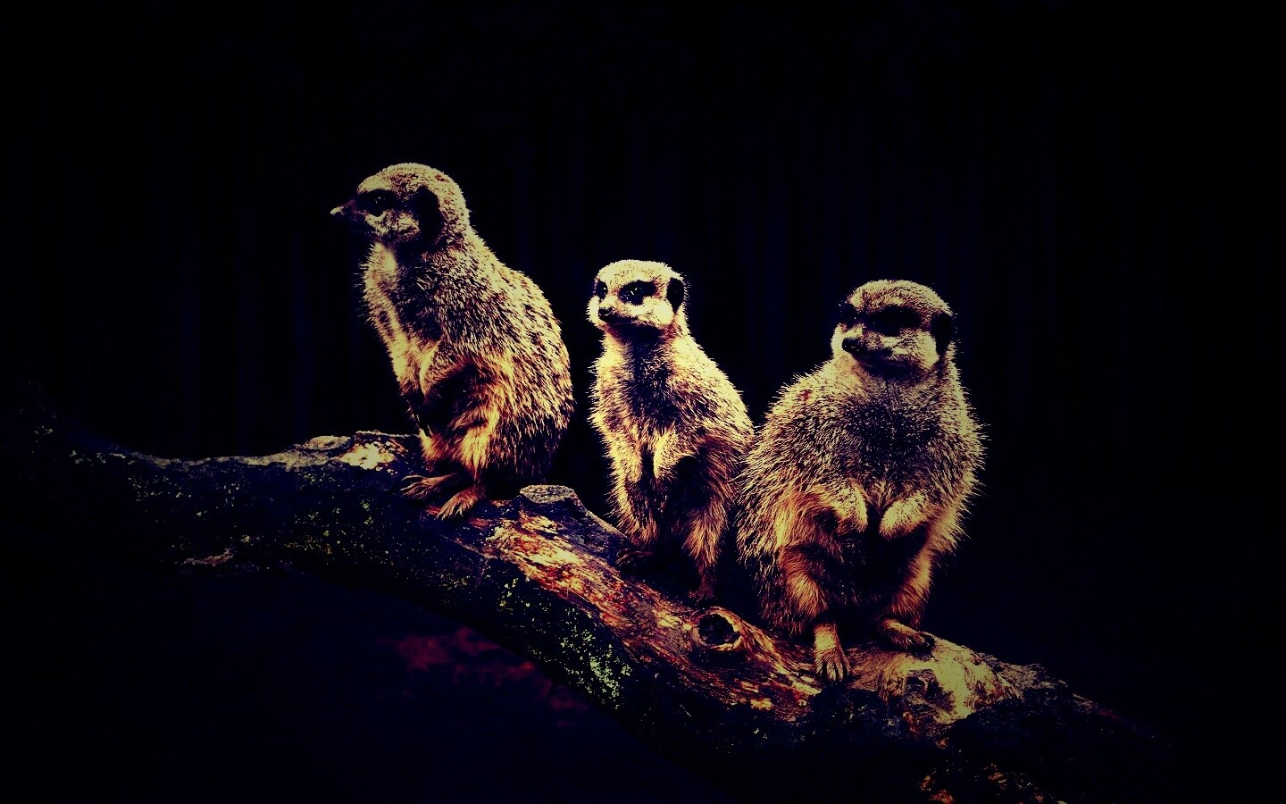 В дозоре обои