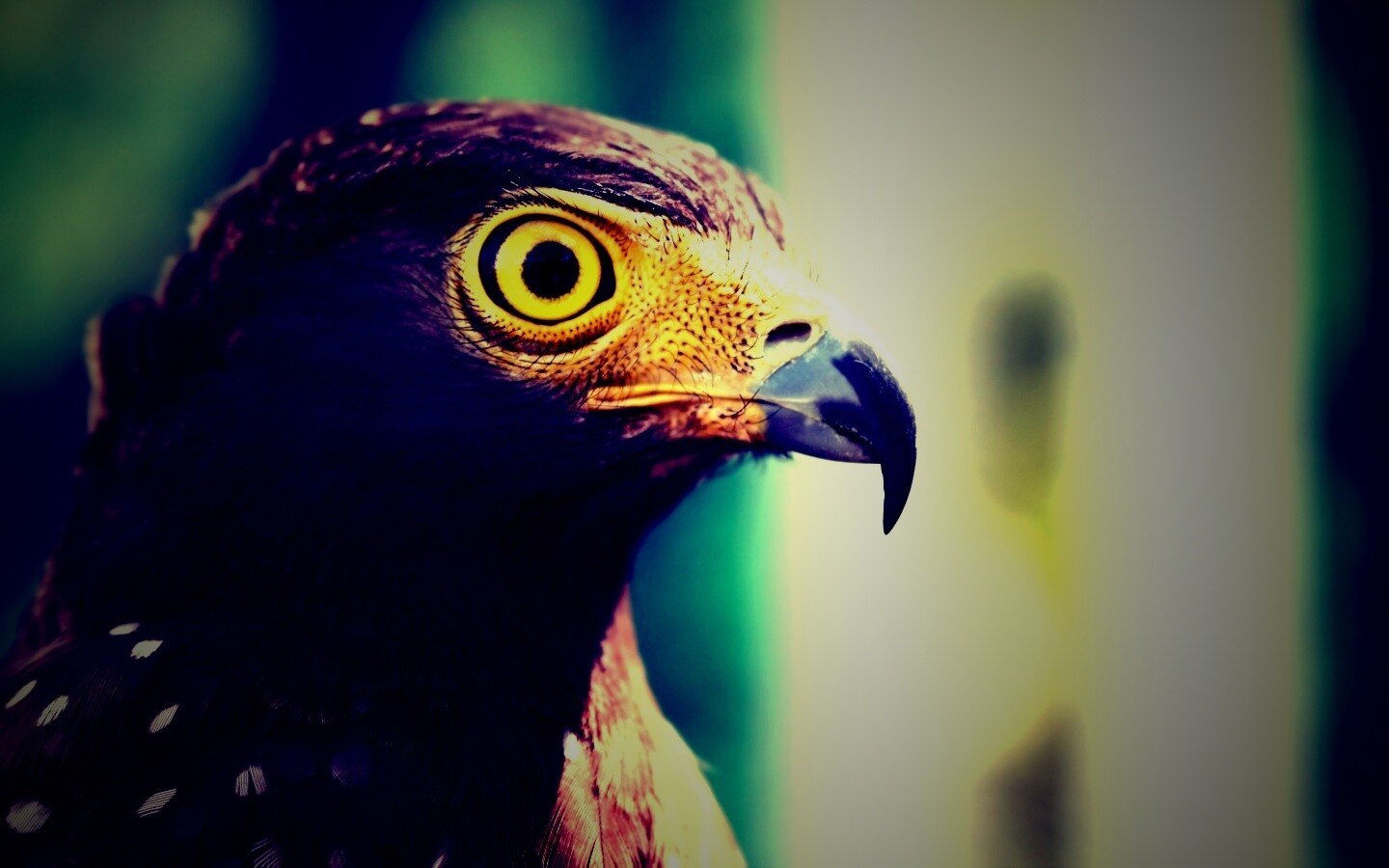 Взгляд орла обои