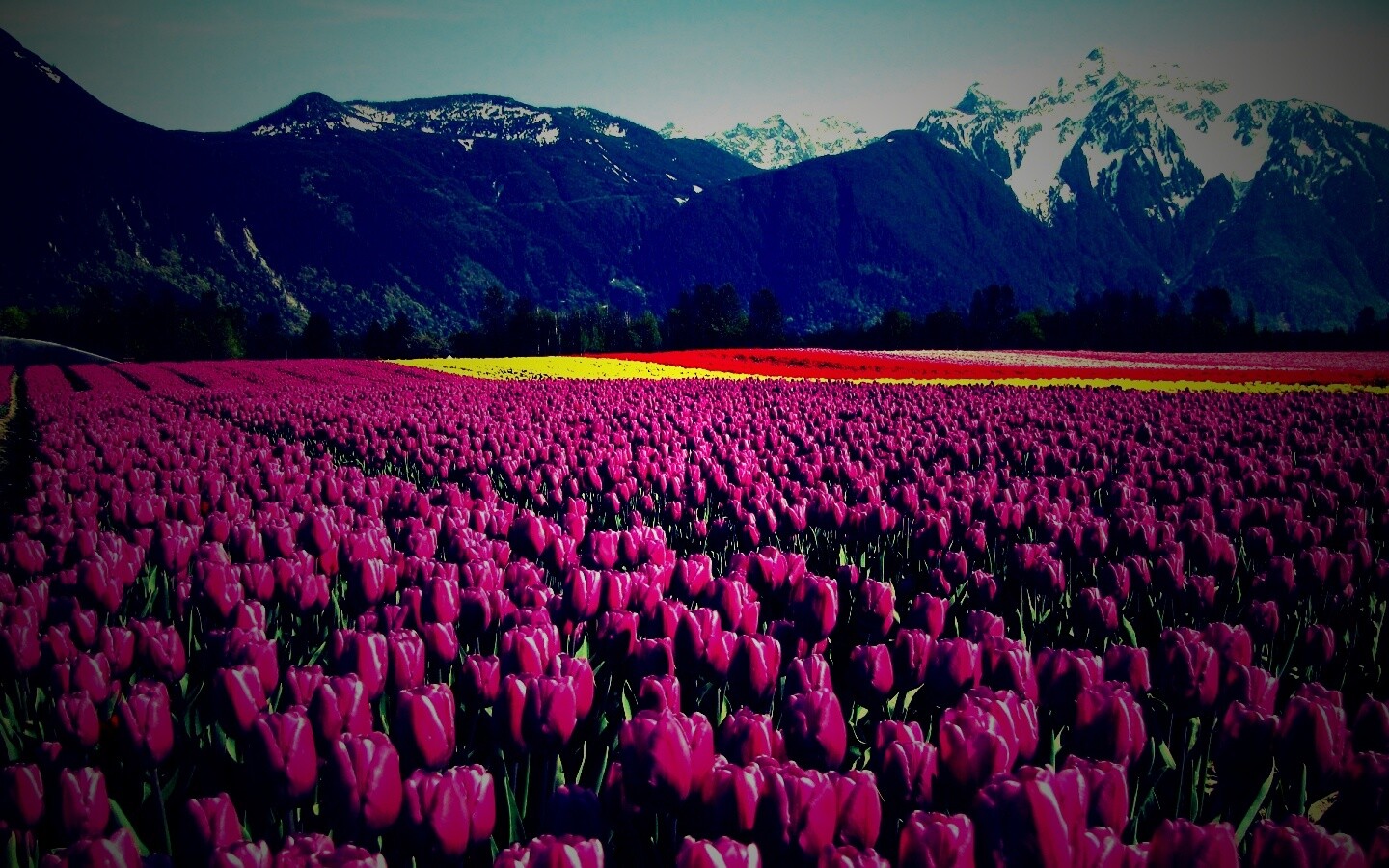 Поле тюльпанов обои