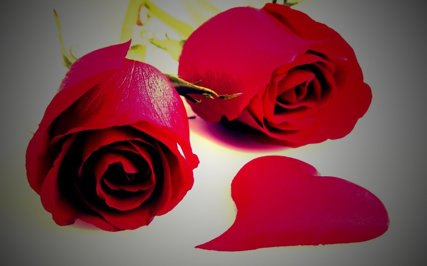 Две красные розы обои