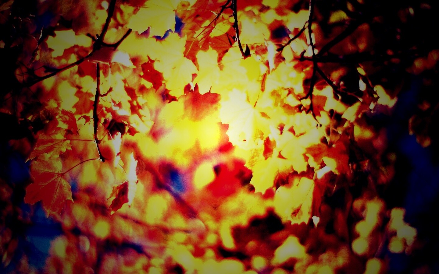 Жёлтые листья обои