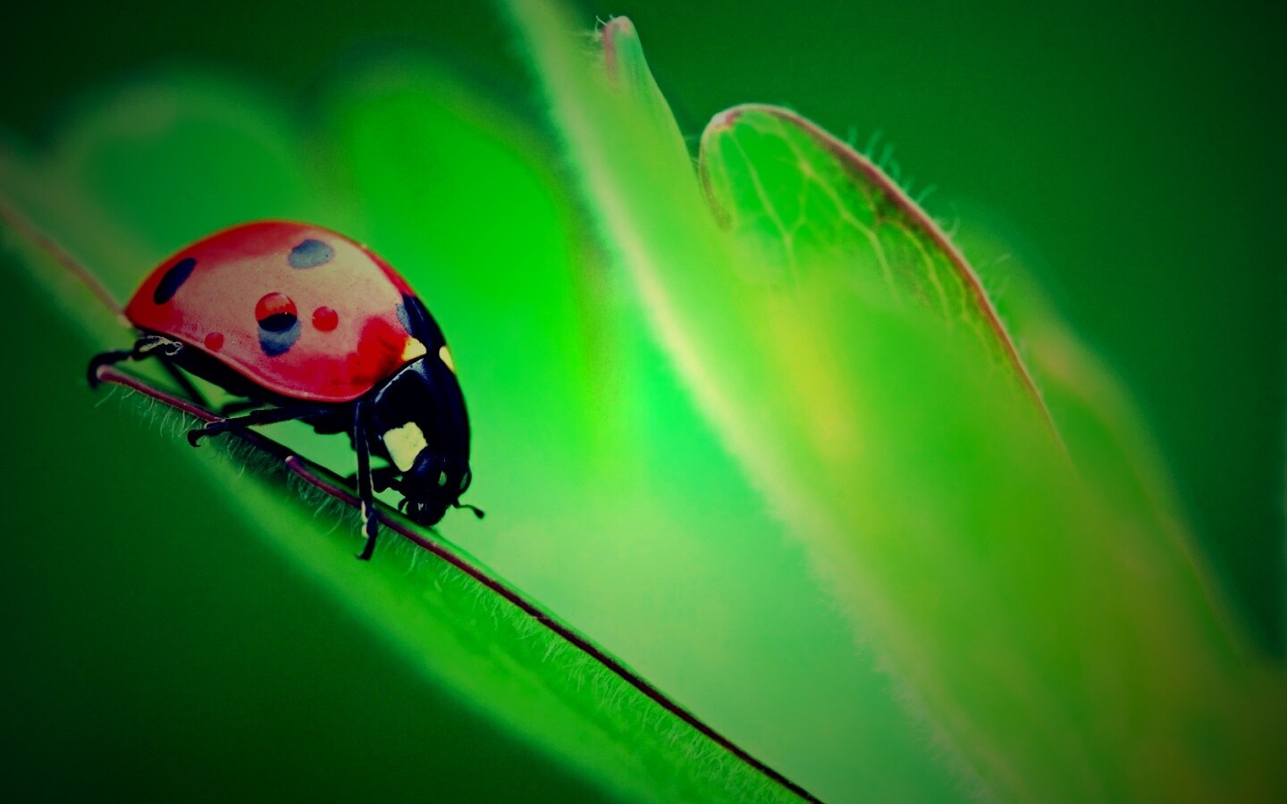 Божья коровка обои
