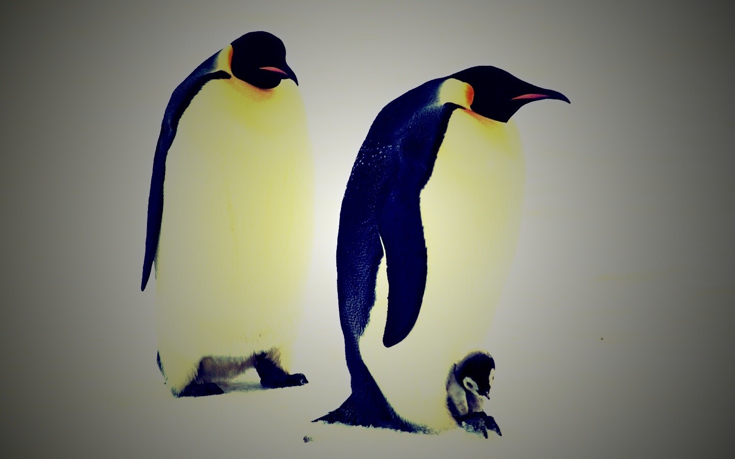 Семья пингвинов обои