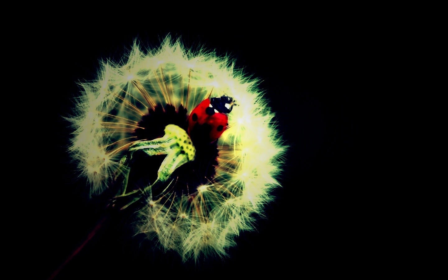 Божья коровка на одуванчике обои