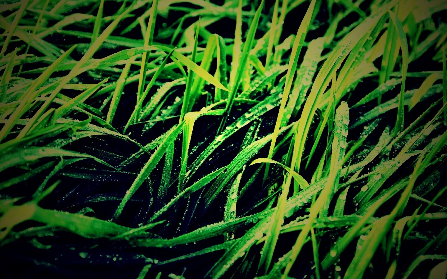 Роса на траве обои