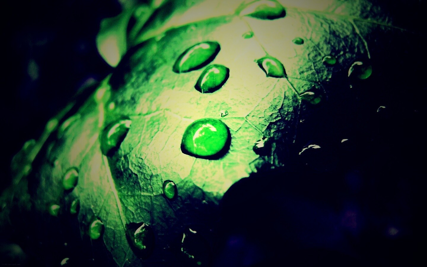 Капли росы на листе обои