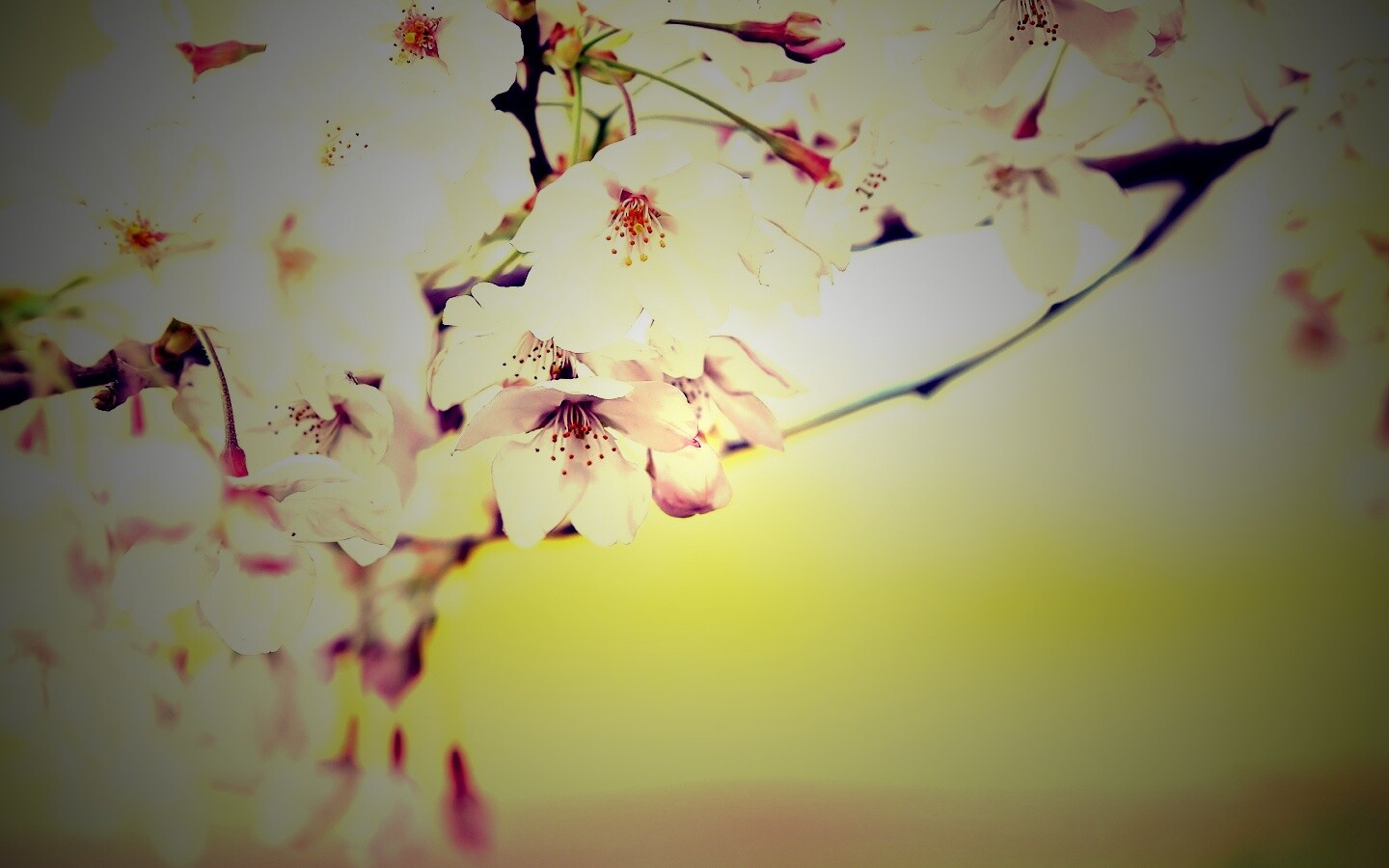 Цветение вишни обои