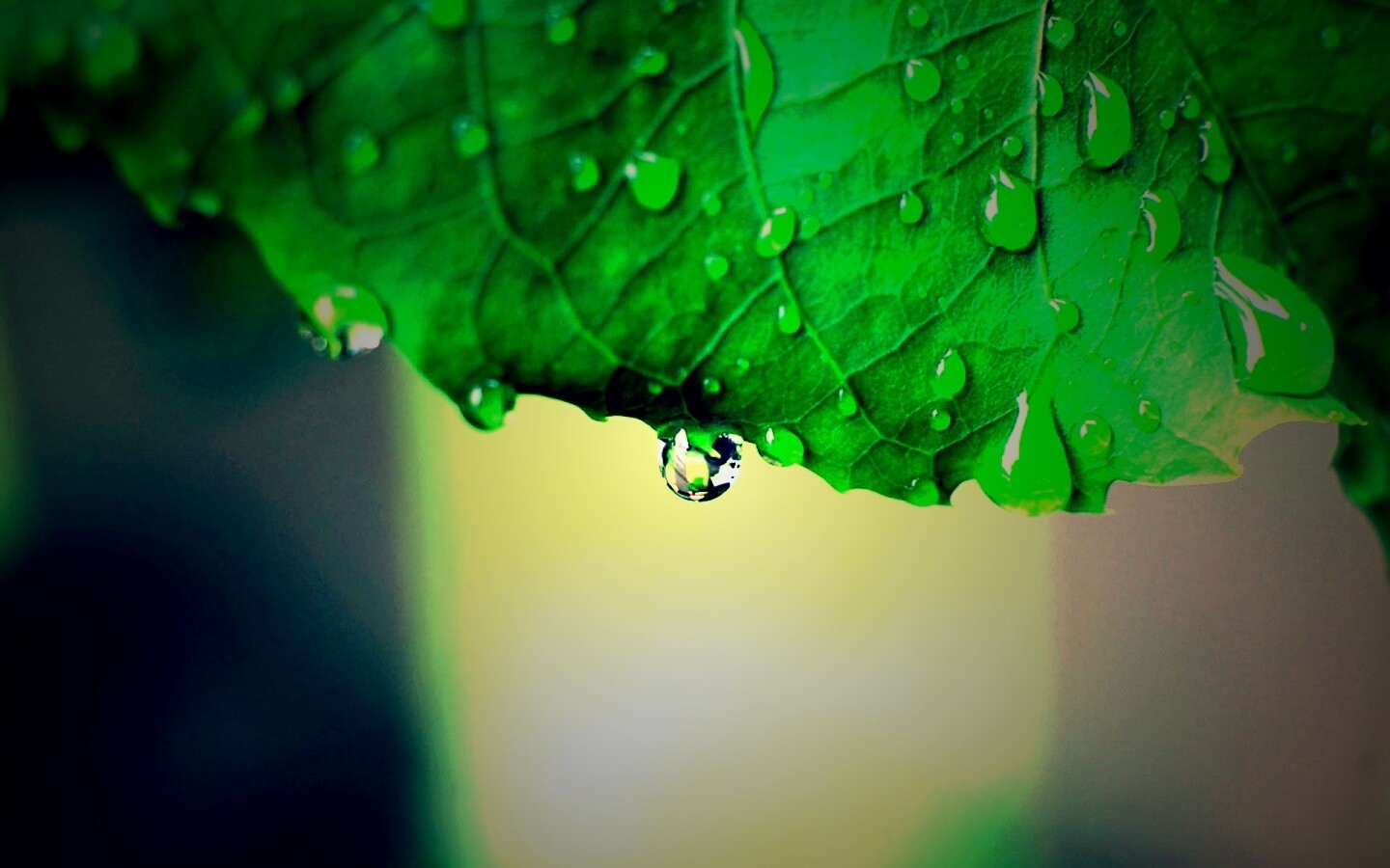 Роса на листе в макро обои