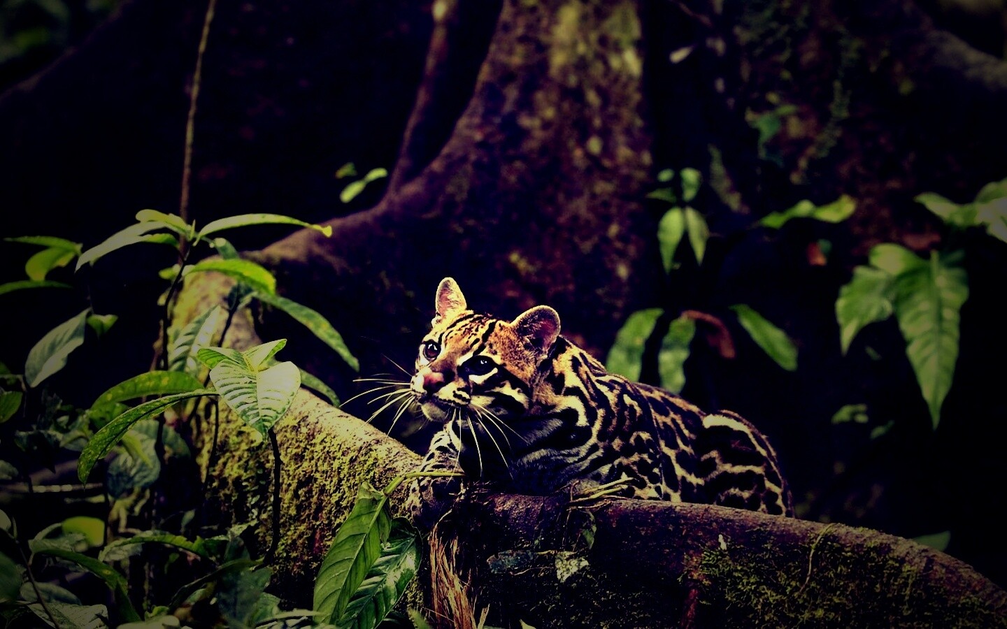 Оцелот обои