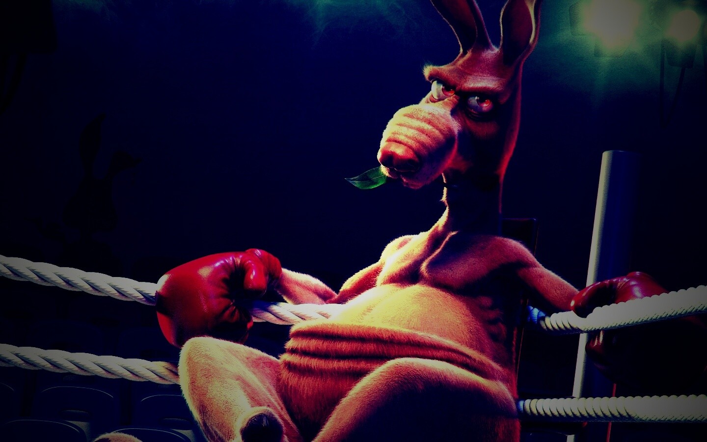 Кенгуру-боксер на ринге обои