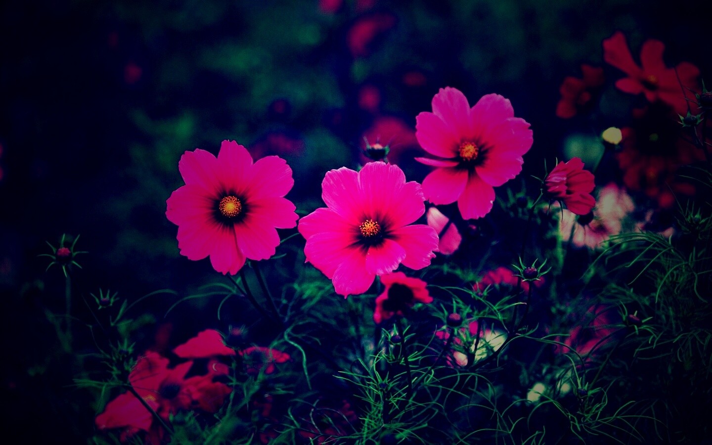Яркие розовые цветы обои