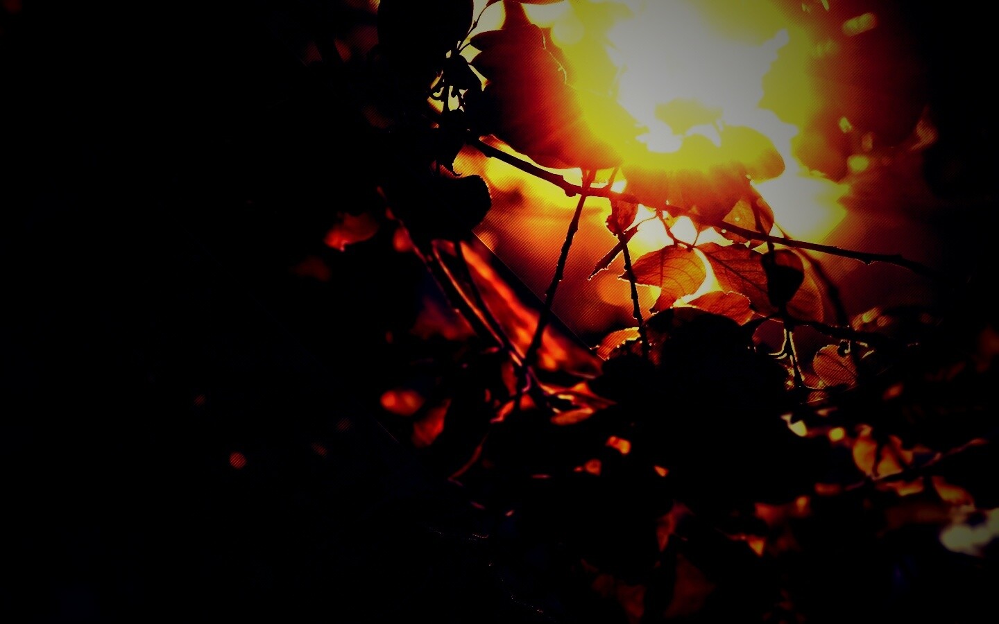 Солнце пробивается сквозь листву обои