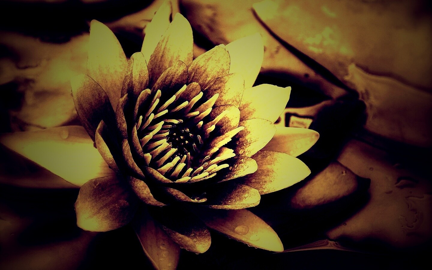 Кувшинка обои