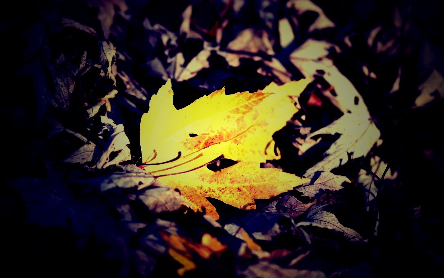 Мёртвая листва обои