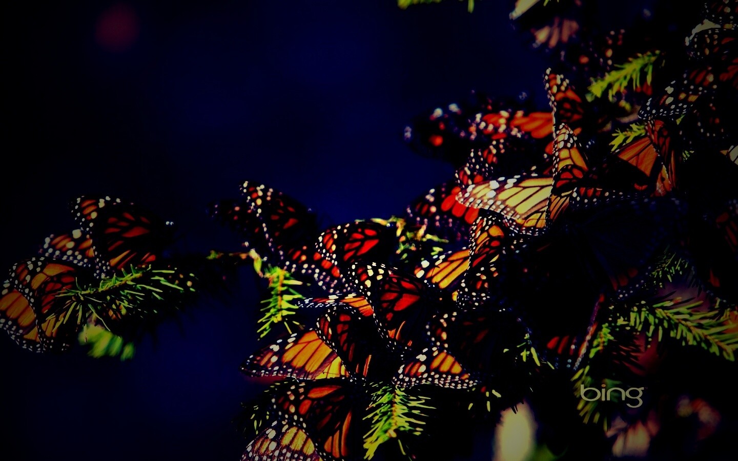 Бабочки облепили ёлку обои