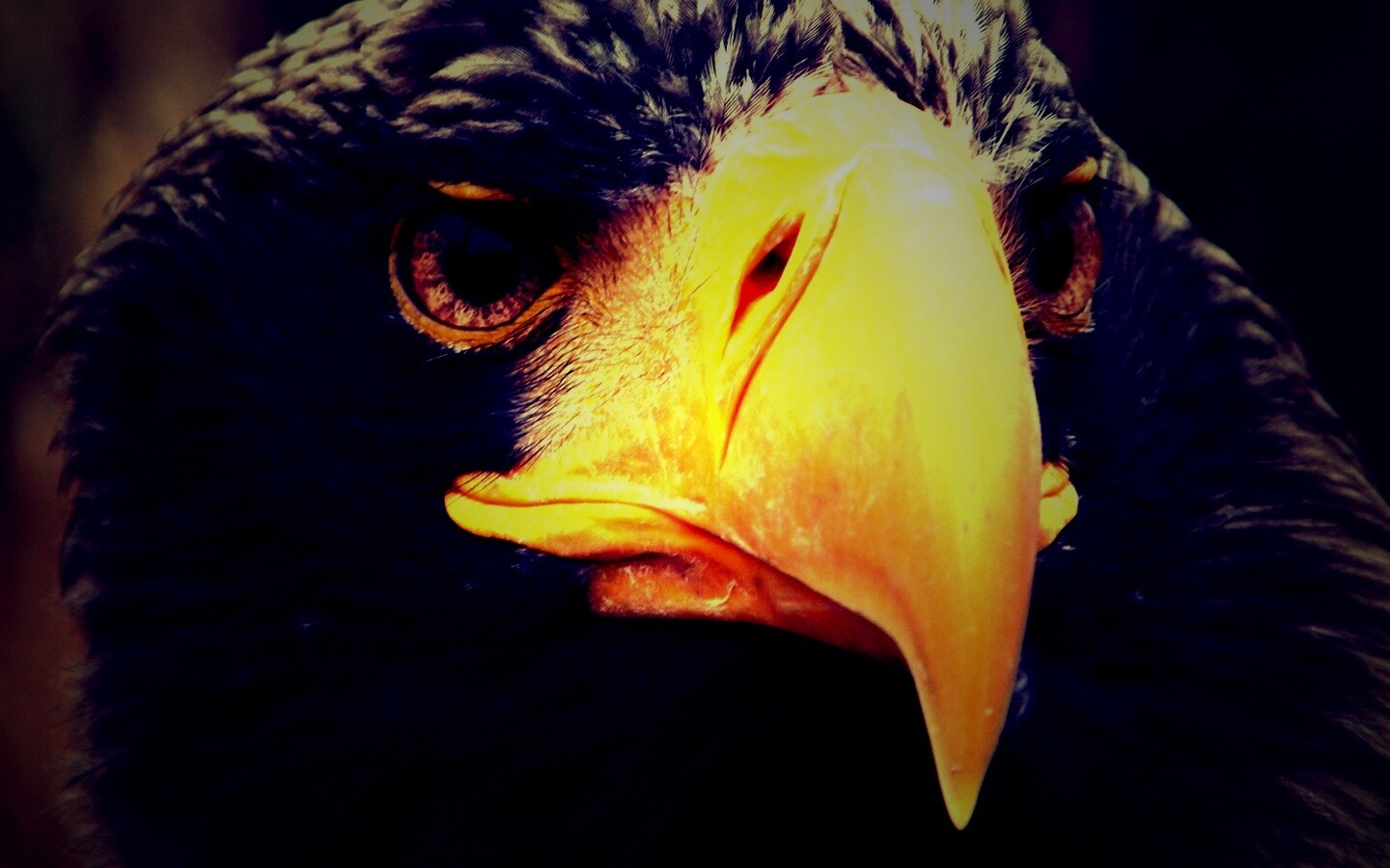 Орёл - птица гордая обои