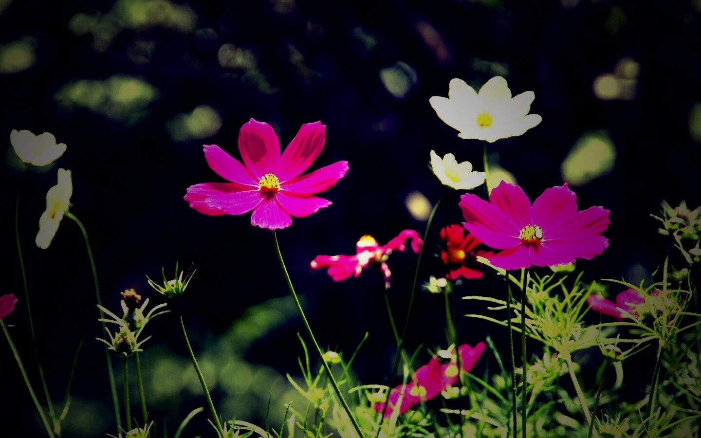 Белые и розовые цветочки обои