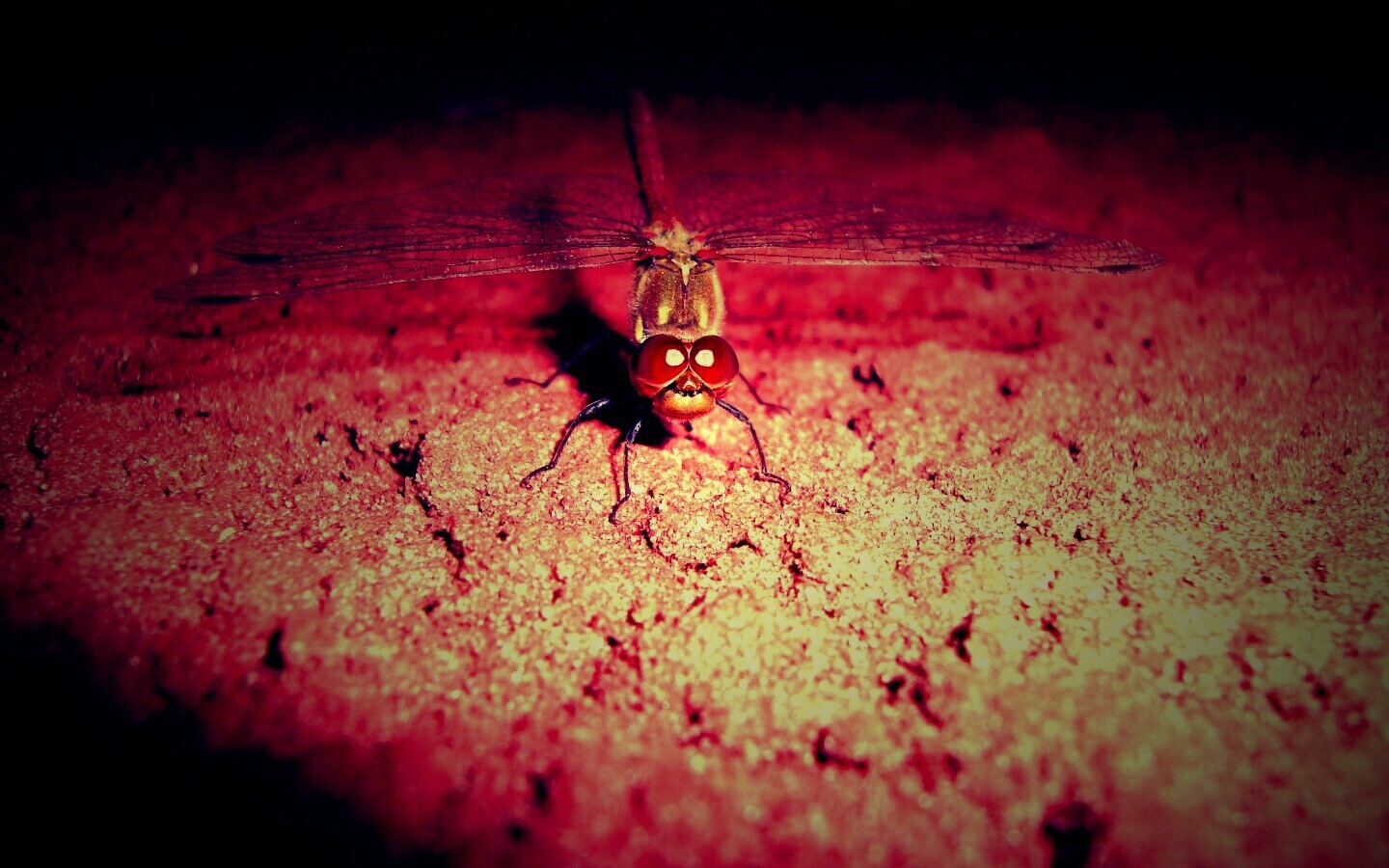 Стрекоза обои