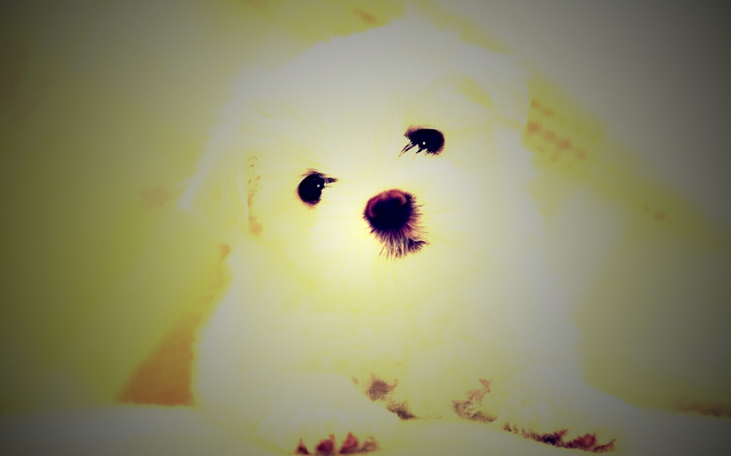 Щенок мальтийской болонки обои