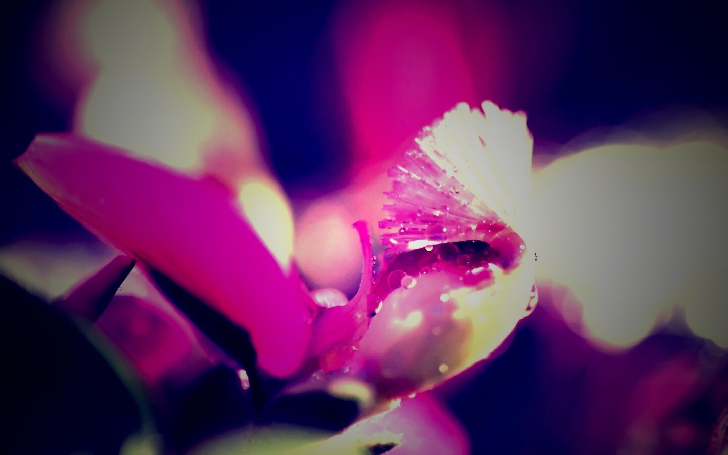 Капли на лиловом цветке обои