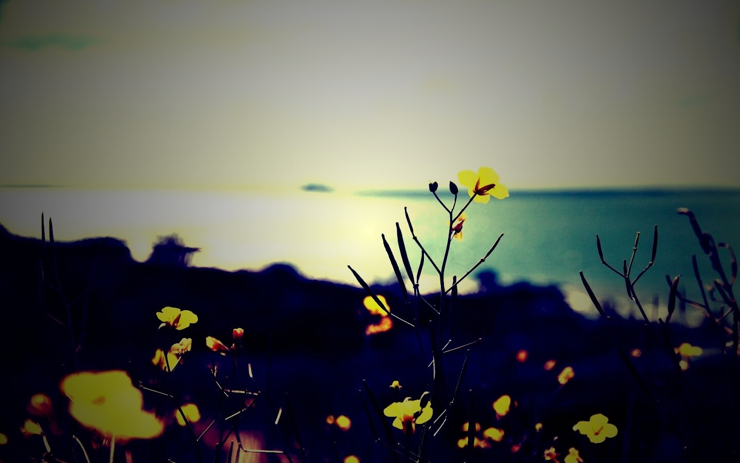 Мелкие жёлтые цветы обои