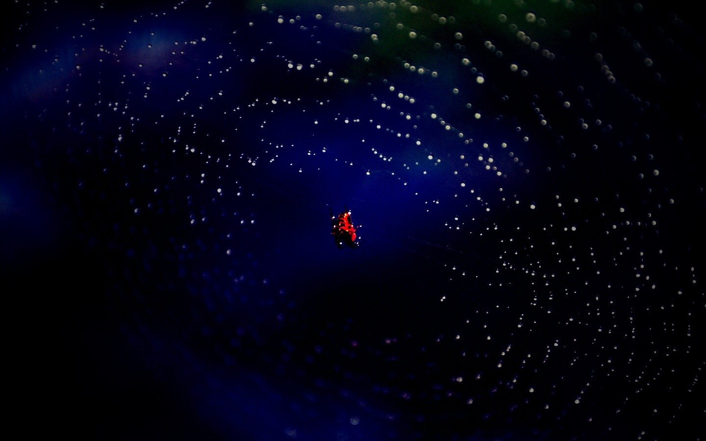 Паук на паутине обои