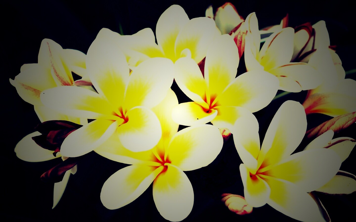 Прекрасные цветы обои