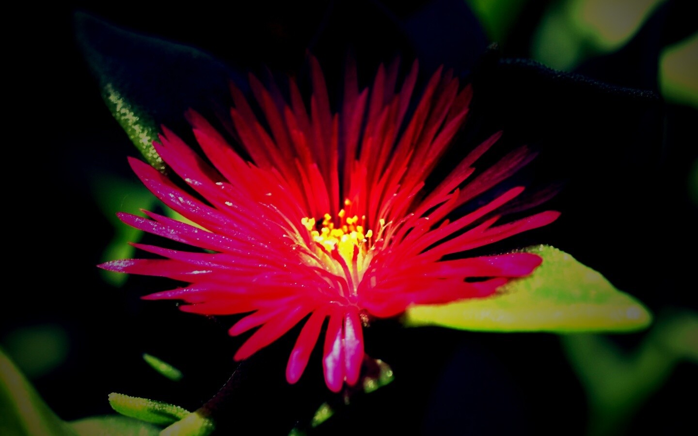 Чудесный цветок обои