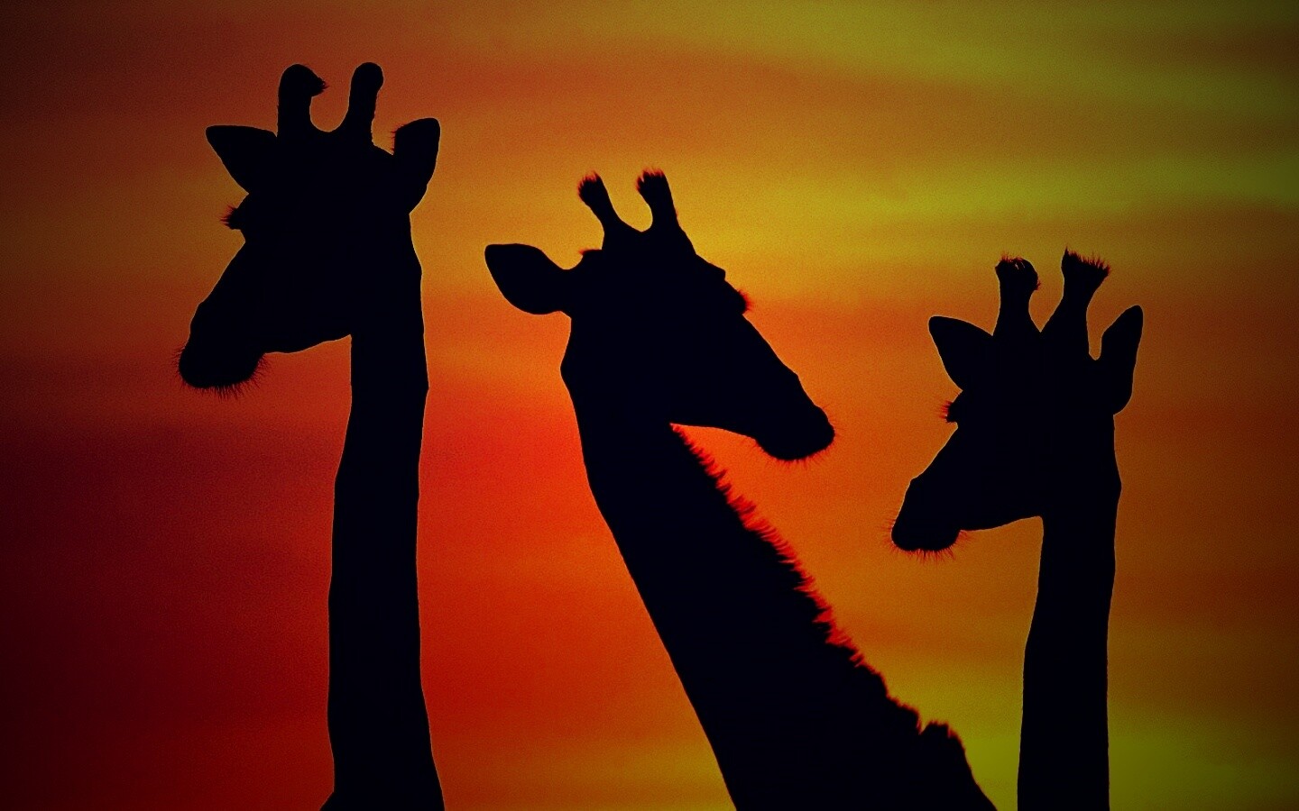 Три силуэта жирафов на фоне неба обои