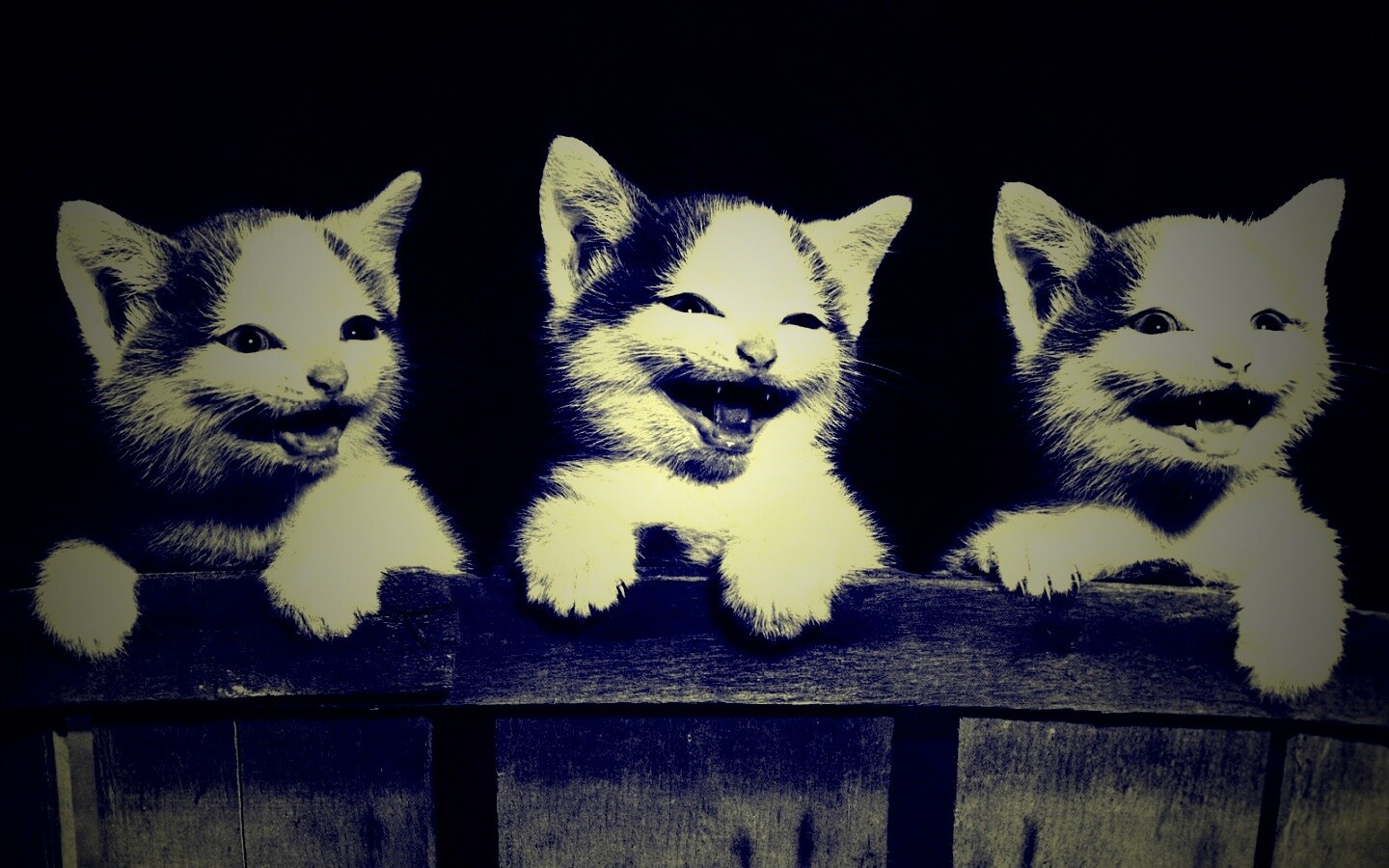 Три милых котенка обои