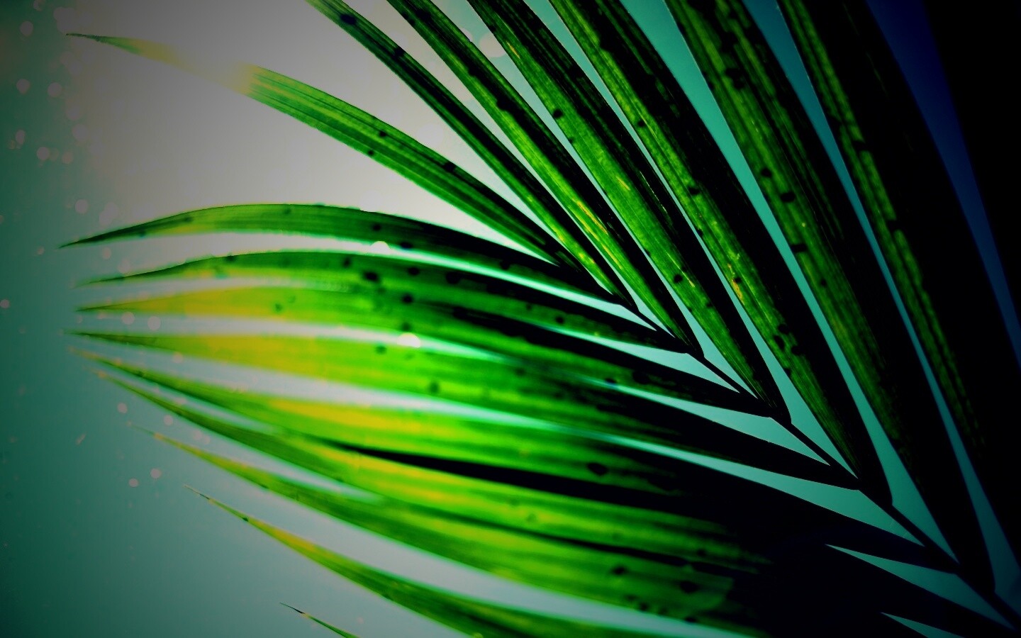 Солнце просвечивает сквозь пальмовый лист обои