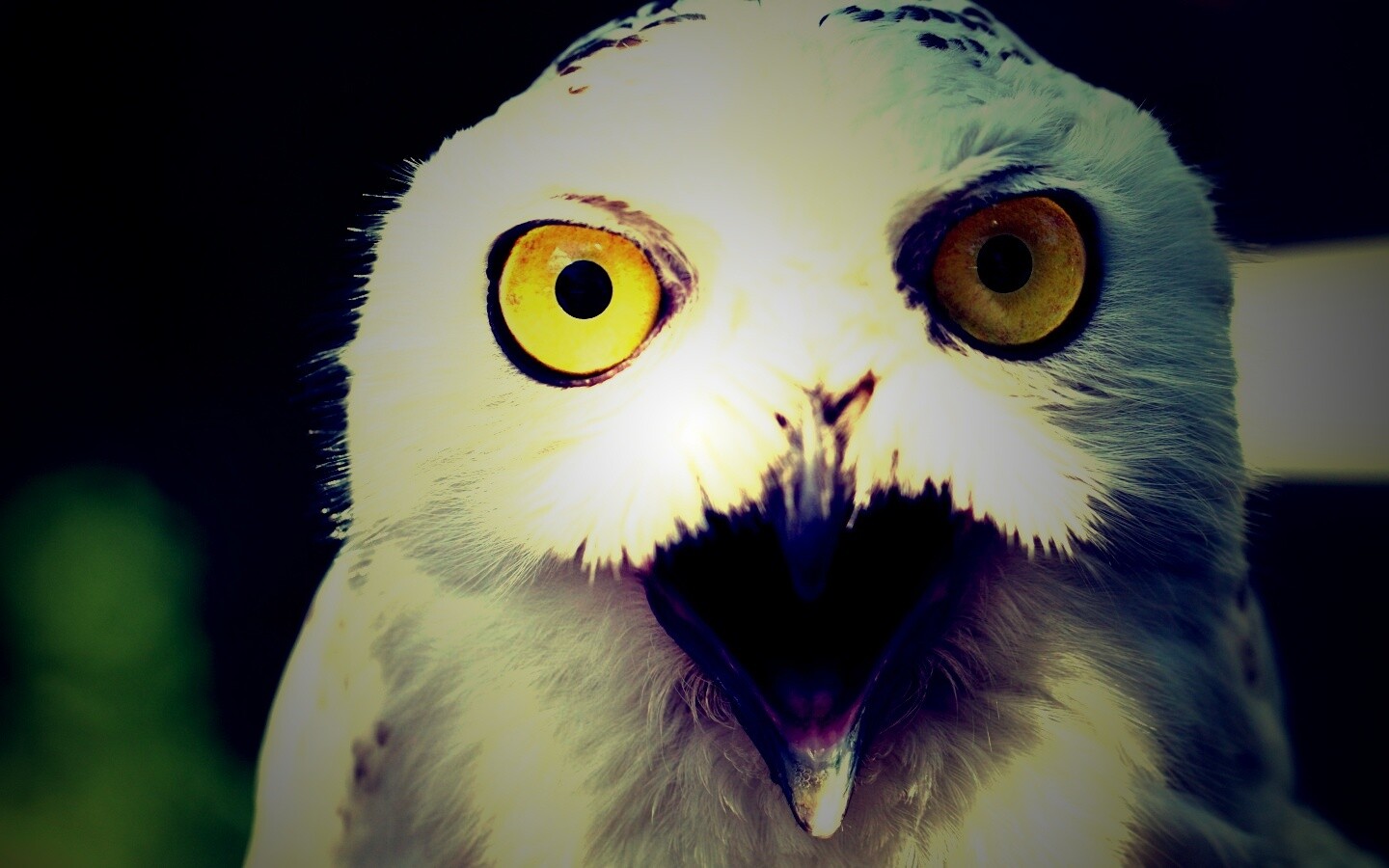 Сова в шоке! обои