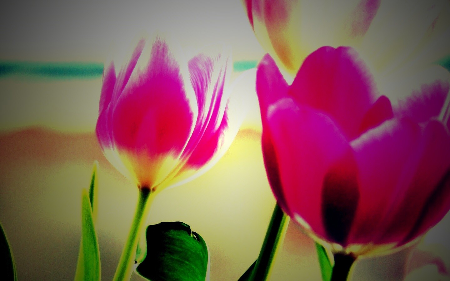 Тюльпаны обои