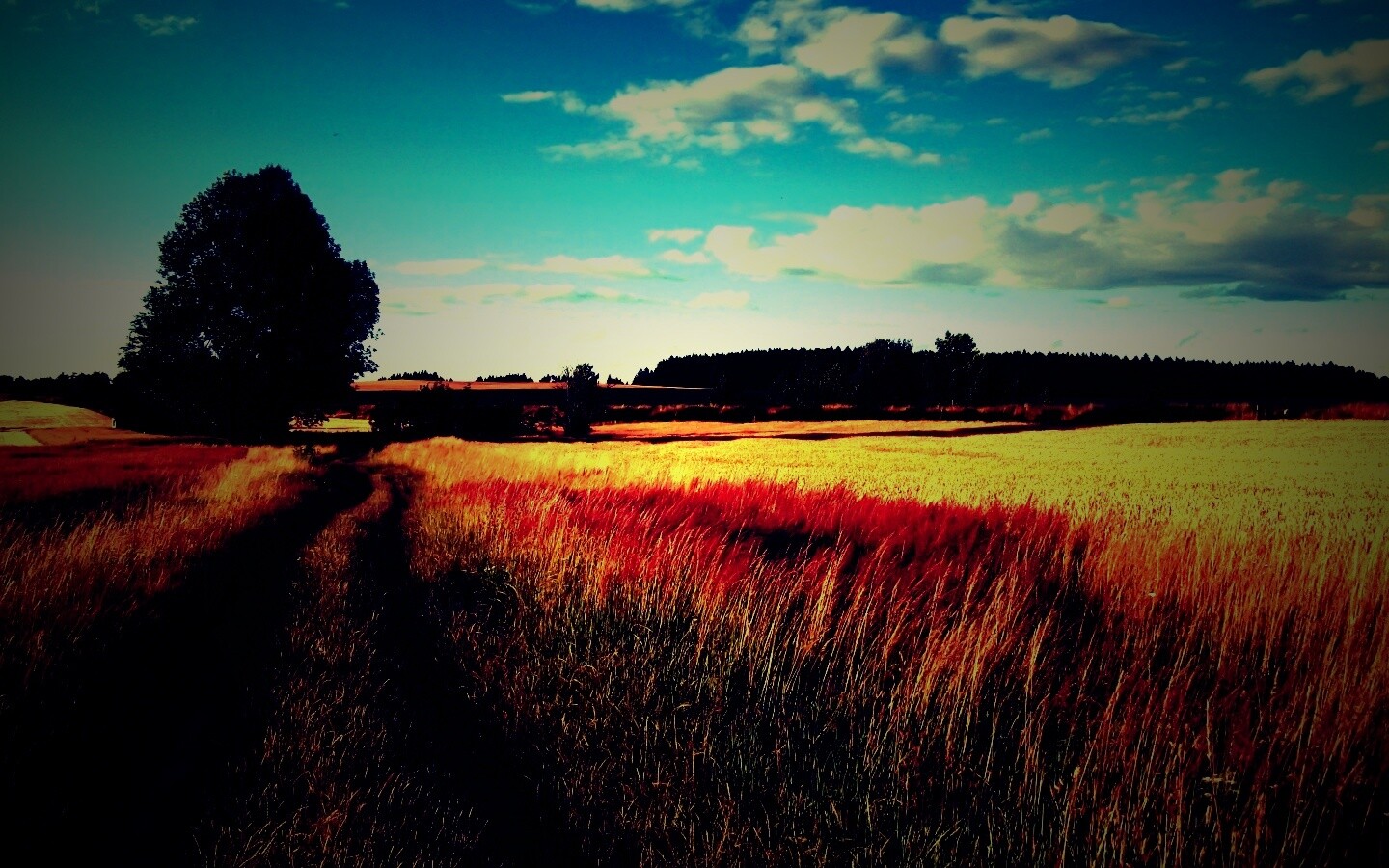 Колея в поле обои