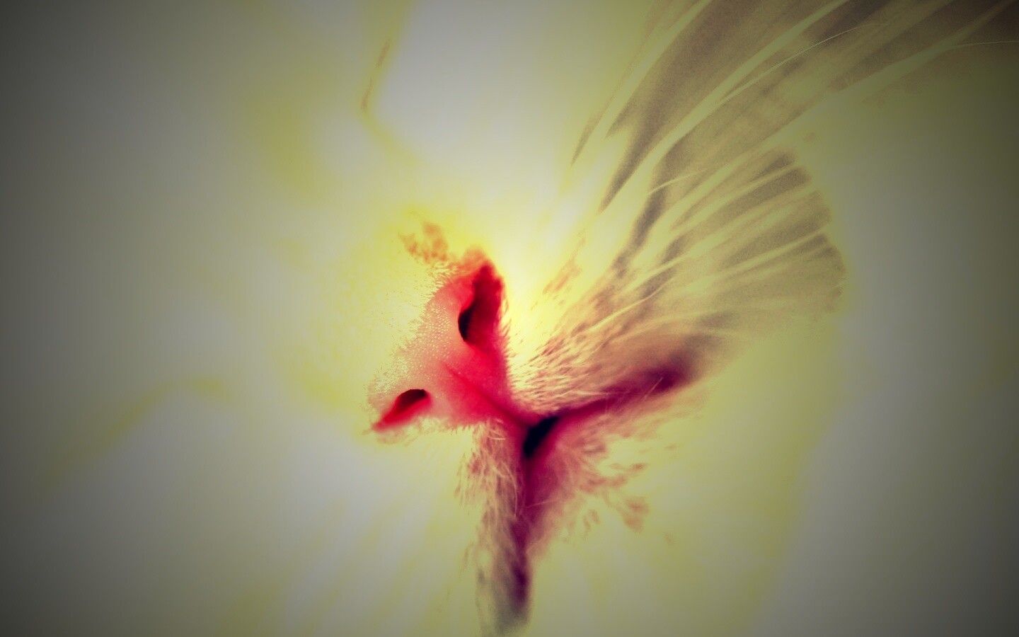 Кошачья мордочка обои