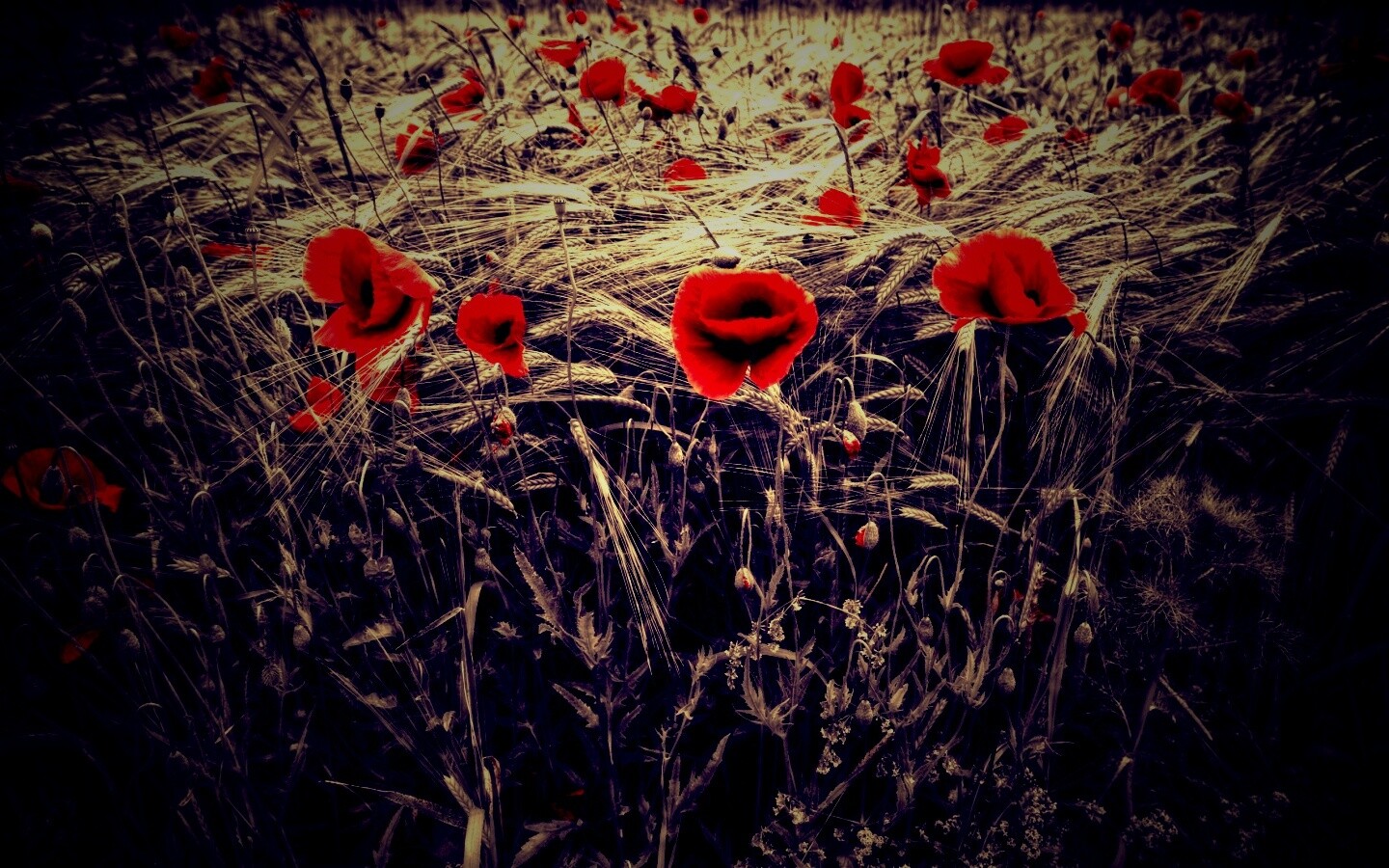 Красные маки обои