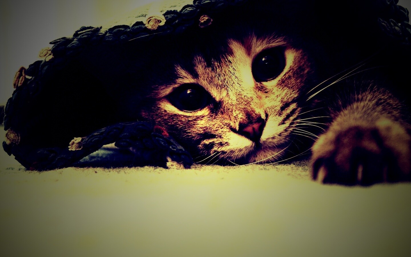 Кот под ковриком обои