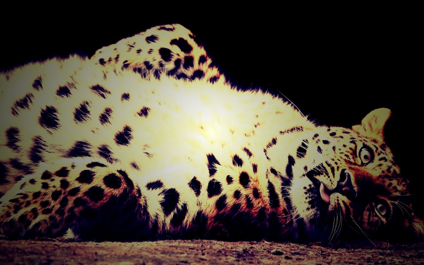 Большая пятнистая кошечка обои