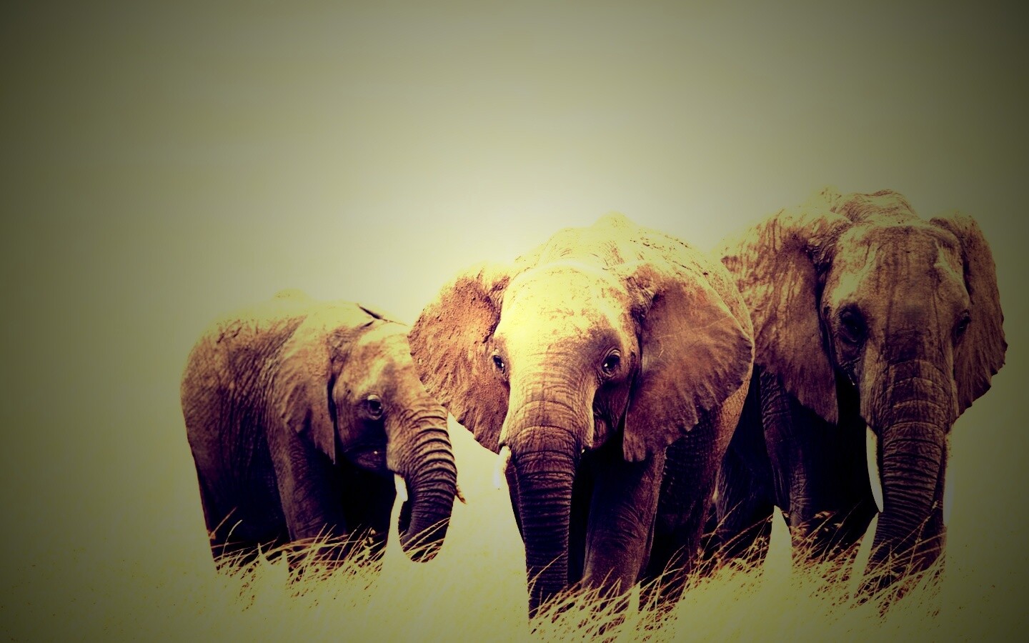 Слон, слониха и слоненок обои