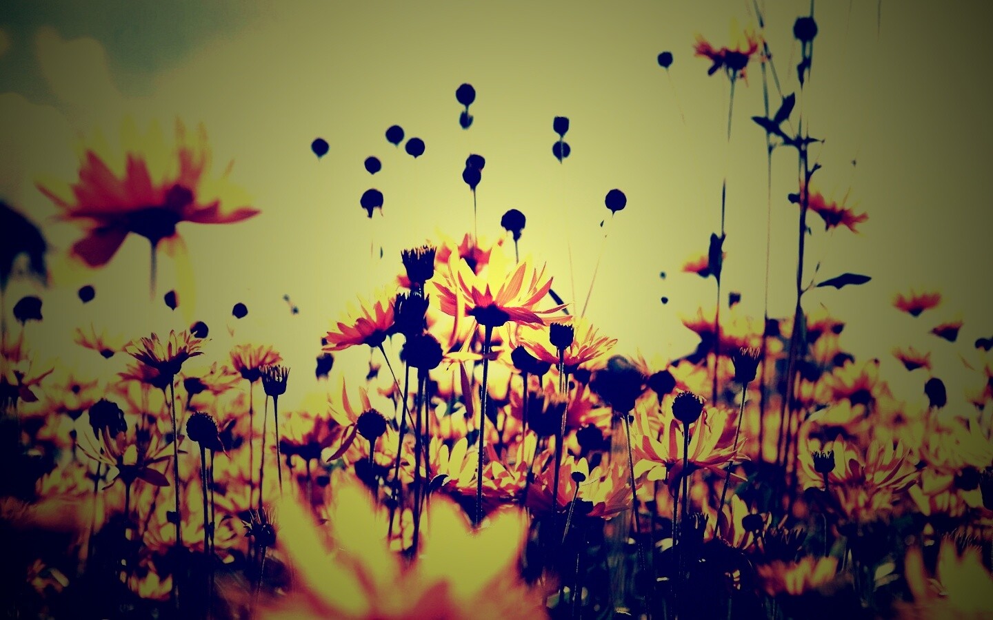 Полевые цветы летом обои