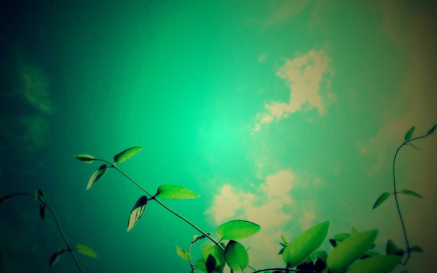 Веточки на фоне неба обои