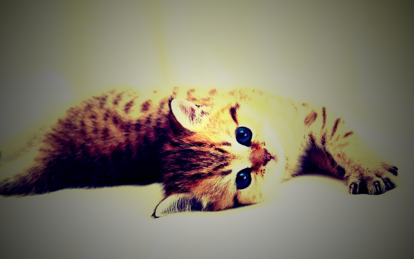 Рыжиый котенок с синим глазами обои