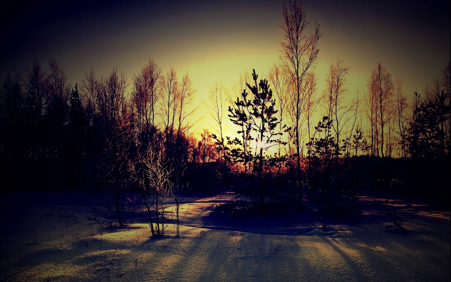 Зимний лес обои