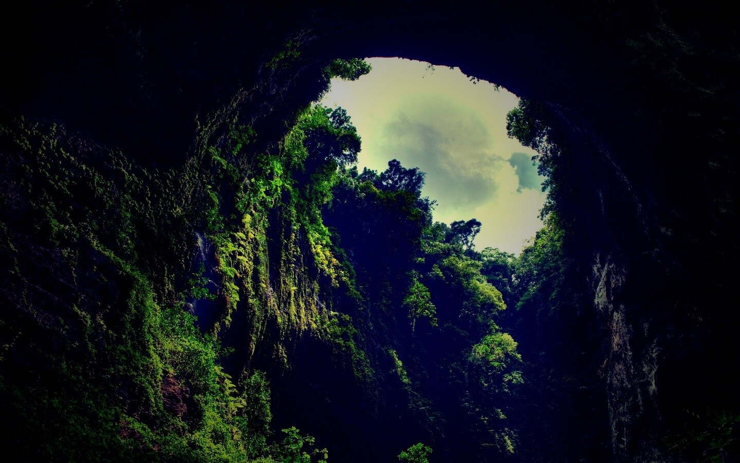 Заросшее ущелье обои