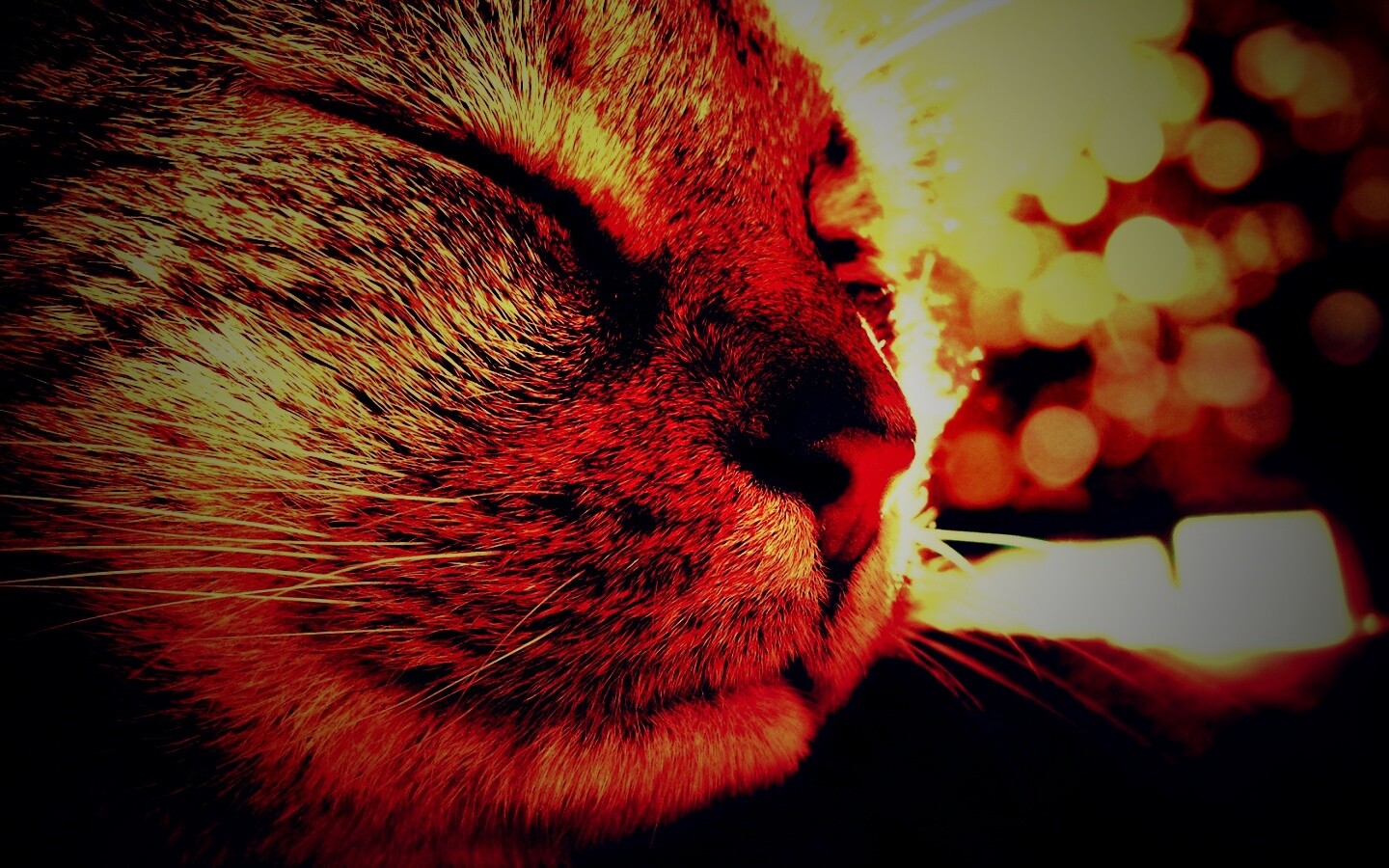 Спящий на солнце рыжий кот обои