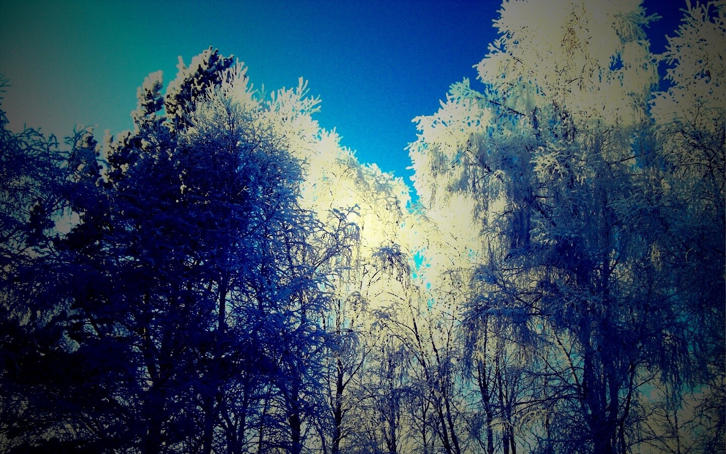 Замерзший лес обои