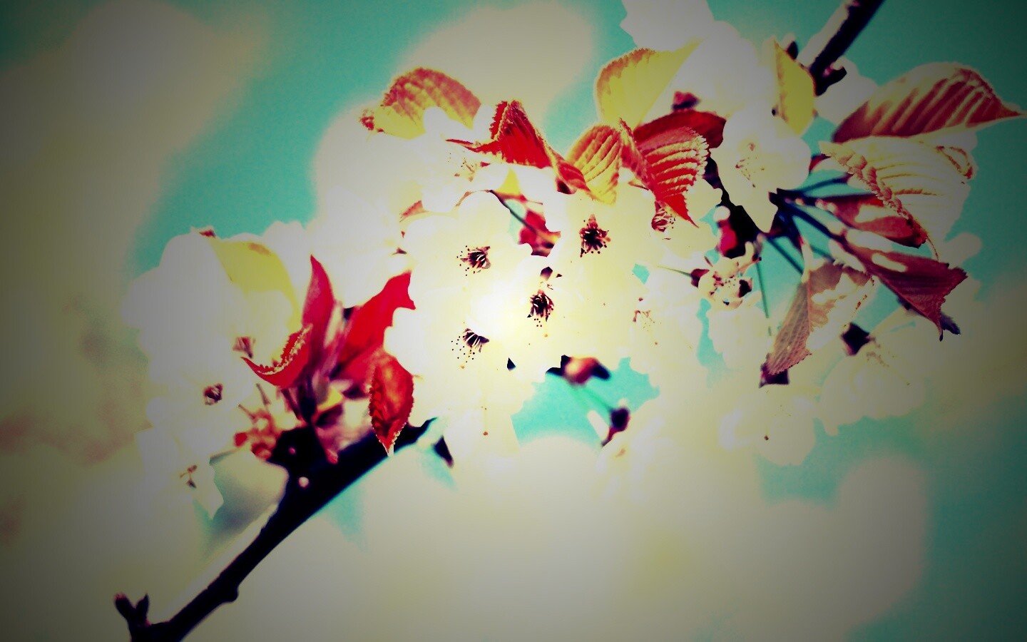 Белые цветы вишни обои