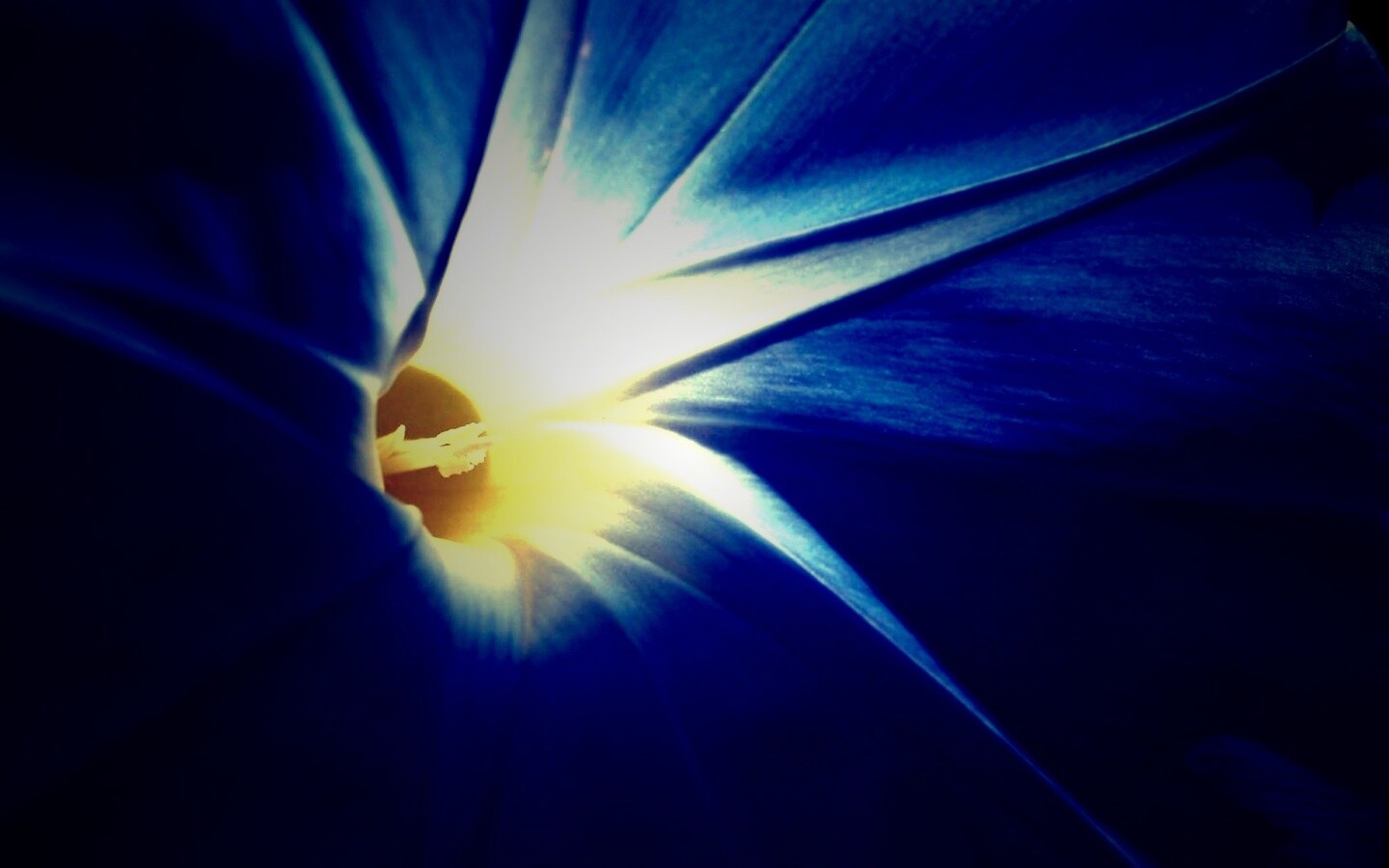 Нежный голубой цветок обои