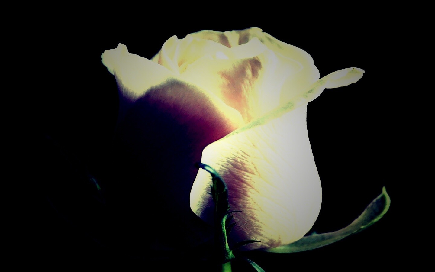 Бутон белой розы обои