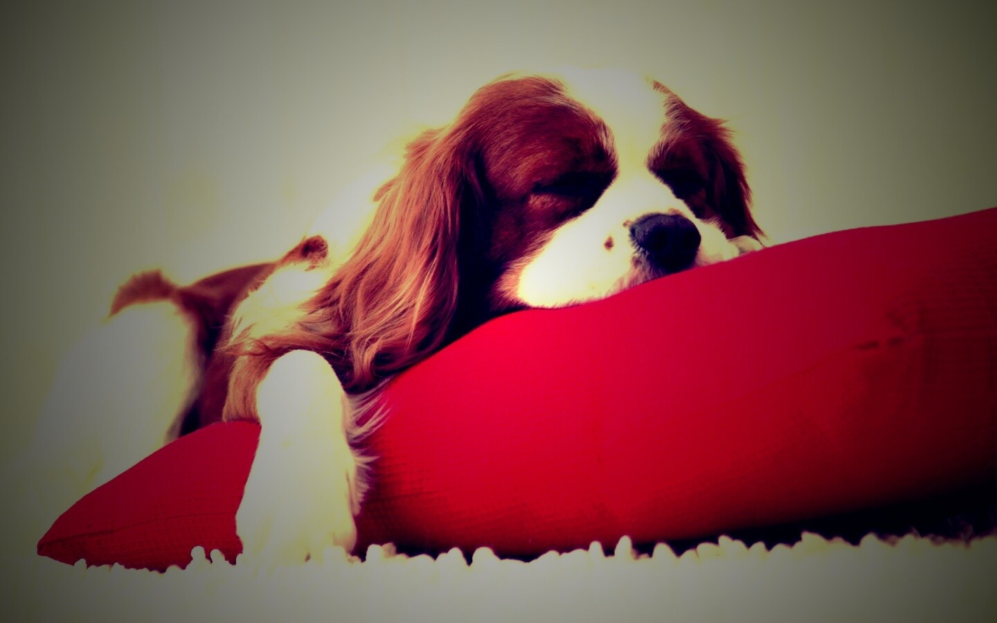 Спящий щенок на красной подушке обои